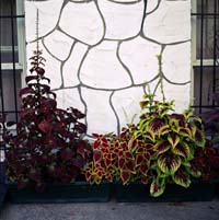 gal/Untitled (Project)/_thb_030.jpg